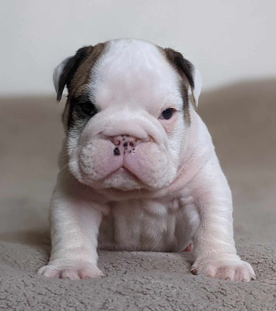 D'al Manie French Bouly - Chiot disponible  - Bulldog Anglais