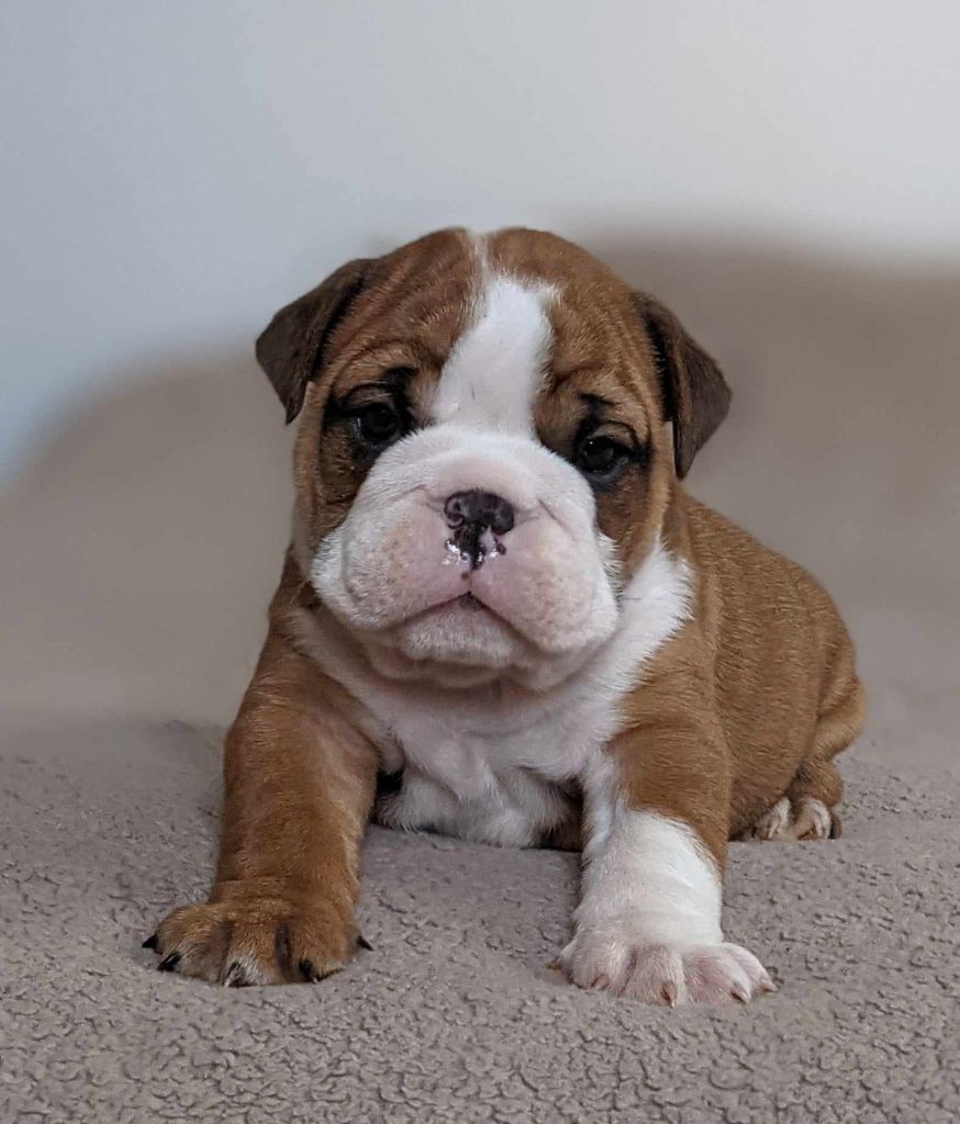 D'al Manie French Bouly - Chiot disponible  - Bulldog Anglais