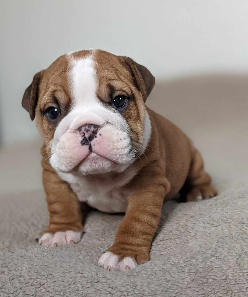 D'al Manie French Bouly - Chiot disponible  - Bulldog Anglais