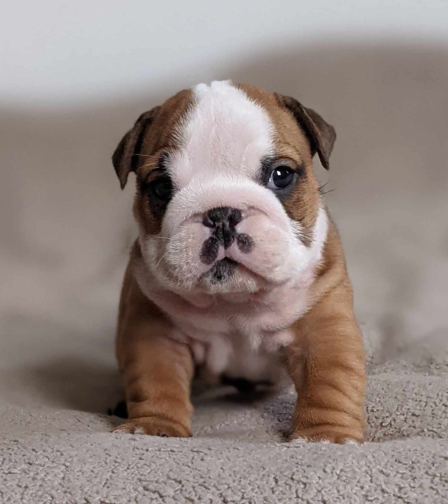 D'al Manie French Bouly - Chiot disponible  - Bulldog Anglais