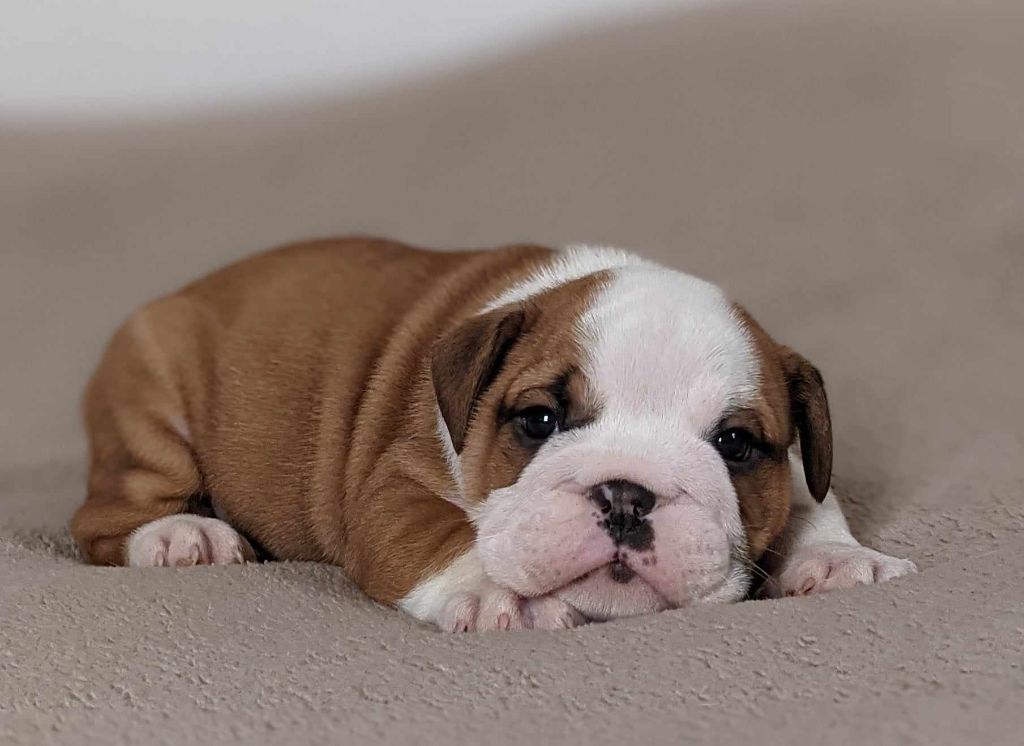 D'al Manie French Bouly - Chiot disponible  - Bulldog Anglais