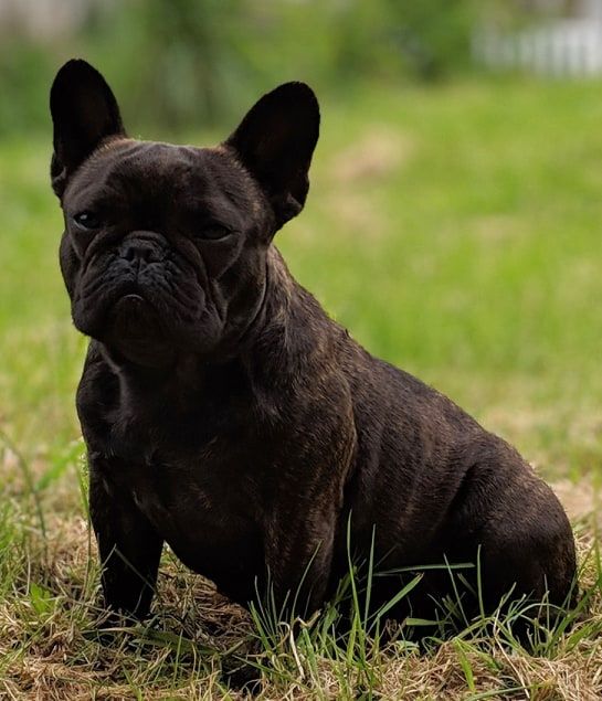Noble perle noire D'al Manie French Bouly