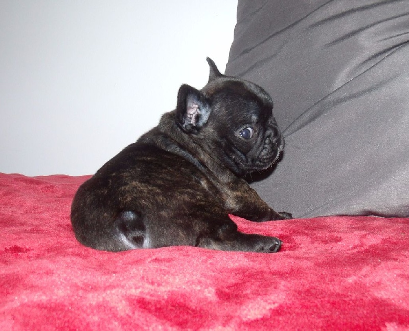 D'al Manie French Bouly - Bouledogue français - Portée née le 22/12/2016