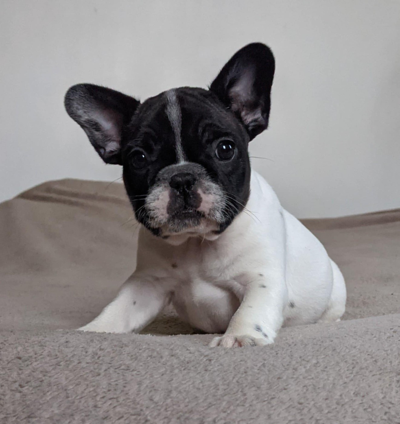 D'al Manie French Bouly - Chiots disponibles - Bouledogue français