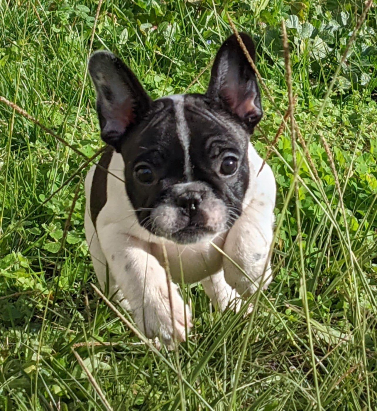 D'al Manie French Bouly - Chiots disponibles - Bouledogue français