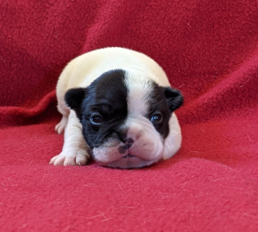 D'al Manie French Bouly - Chiots disponibles - Bouledogue français