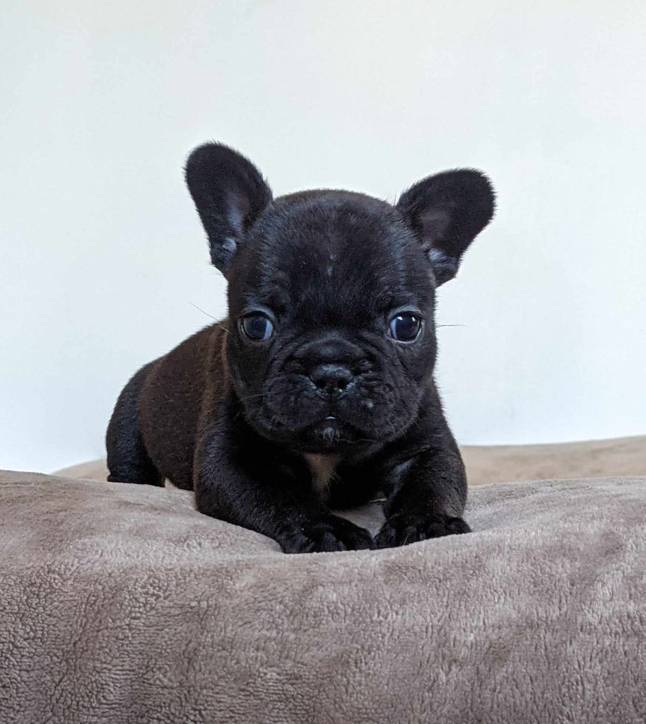 D'al Manie French Bouly - Bouledogue français - Portée née le 08/02/2024