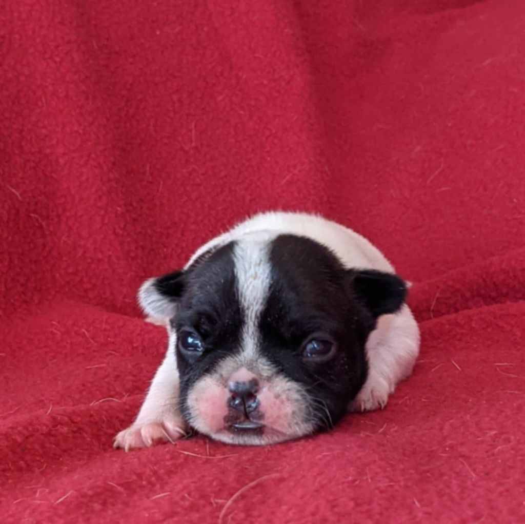 D'al Manie French Bouly - Chiots disponibles - Bouledogue français