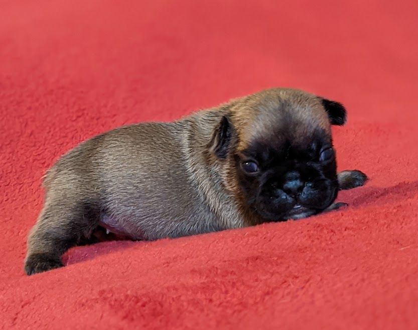 D'al Manie French Bouly - Bouledogue français - Portée née le 03/08/2021